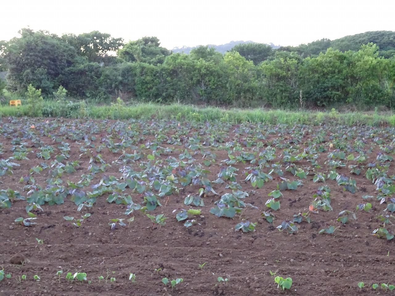 一日ぶり そして ワンちゃん ママン奮闘記