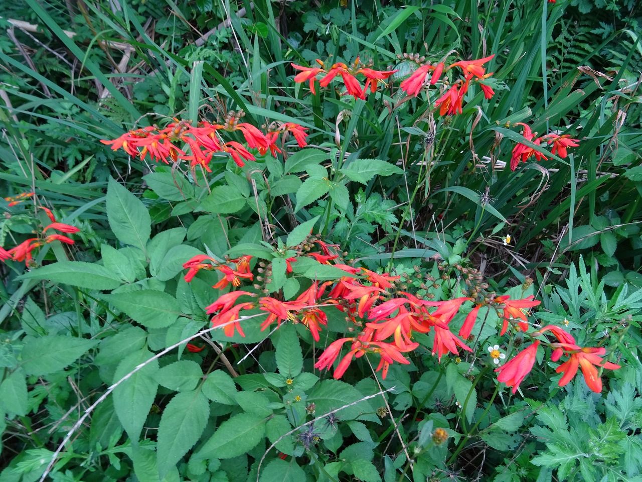 一日ぶり そして ワンちゃん ママン奮闘記