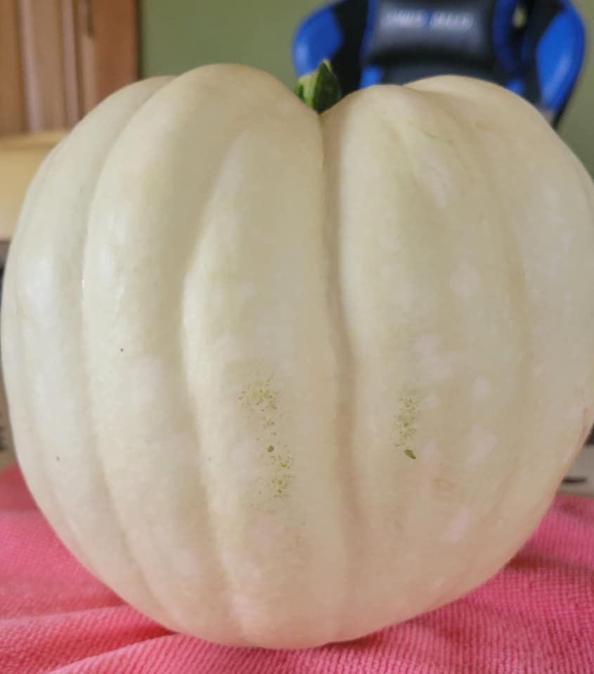 白いカボチャにビックリポン ワンちゃん ママン奮闘記 白いカボチャにビックリポン ワンちゃん ママン奮闘記