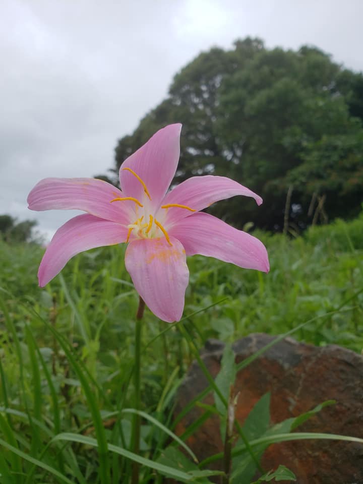 綺麗な花には毒がある ワンちゃん ママン奮闘記