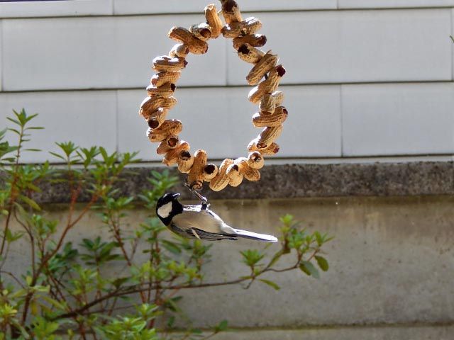 日々是好日 野鳥への餌やり La Alimentacion Para Las Aves