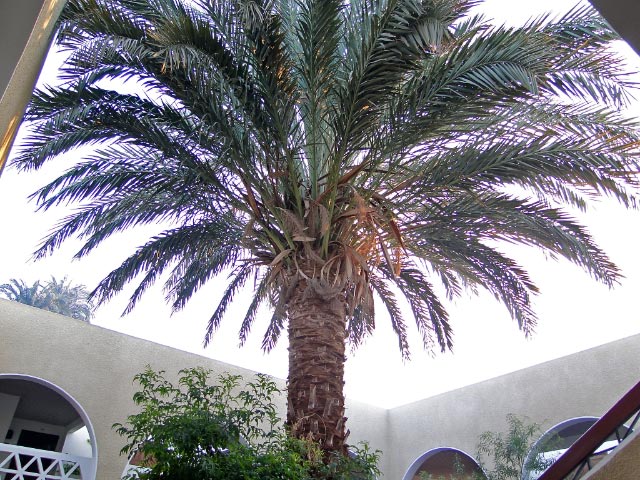 日々是好日 エジプトの植物 Flora De Egipto