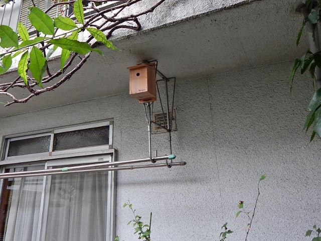 日々是好日 巣箱 Caja De Ave