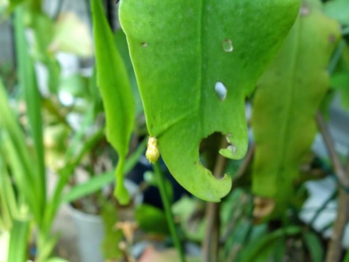 dsc03977_edited