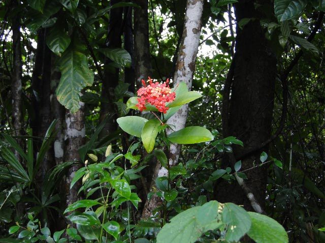 日々是好日 ベトナムの植物 Flores De Vietnam