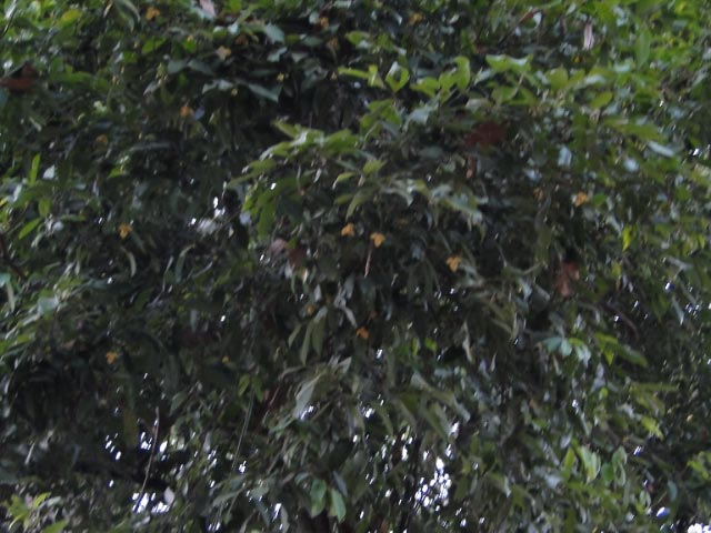 日々是好日 カンボジアの植物 Flora De Camboya