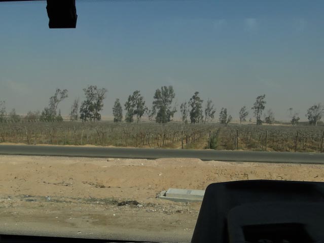 日々是好日 エジプトの植物 Flora De Egipto