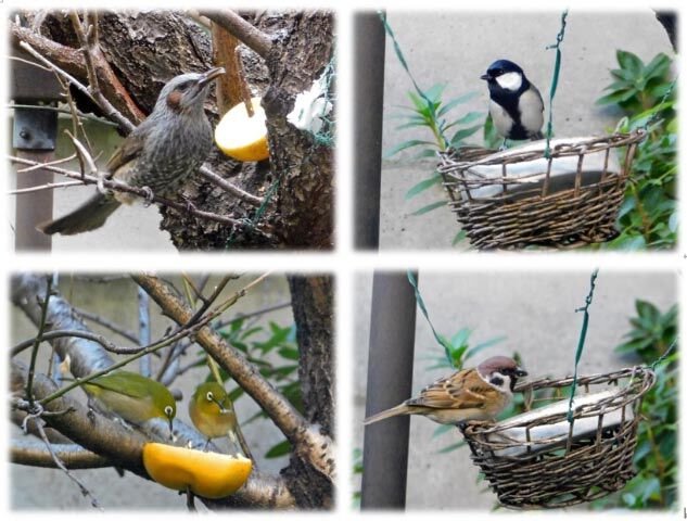 日々是好日 庭に来る鳥 Pajaros Que Llegan A Mi Jardin 日々是好日 庭に来る鳥 Pajaros Que Llegan A Mi Jardin