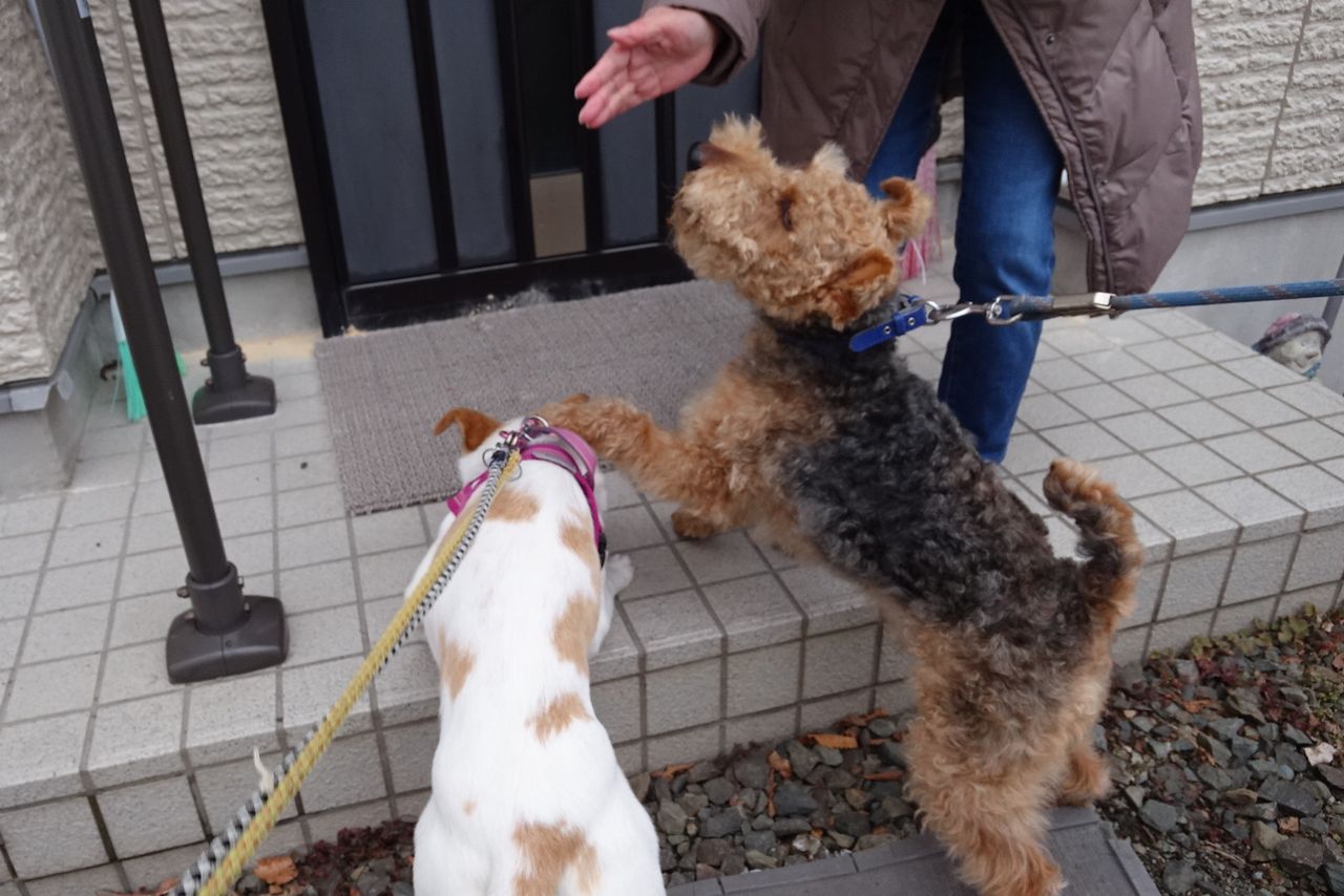 正露丸飲んで函館テニス 鹿部散歩