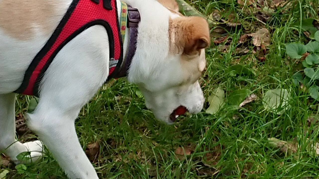 目にテニスボールが 鹿部散歩