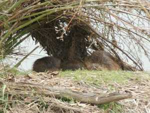 20090222nutria1.jpg