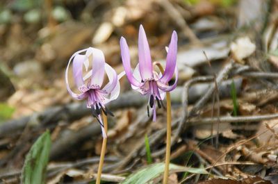 20110427katakuri2.jpg