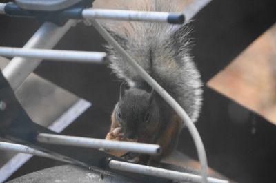 20141027squirrel.jpg