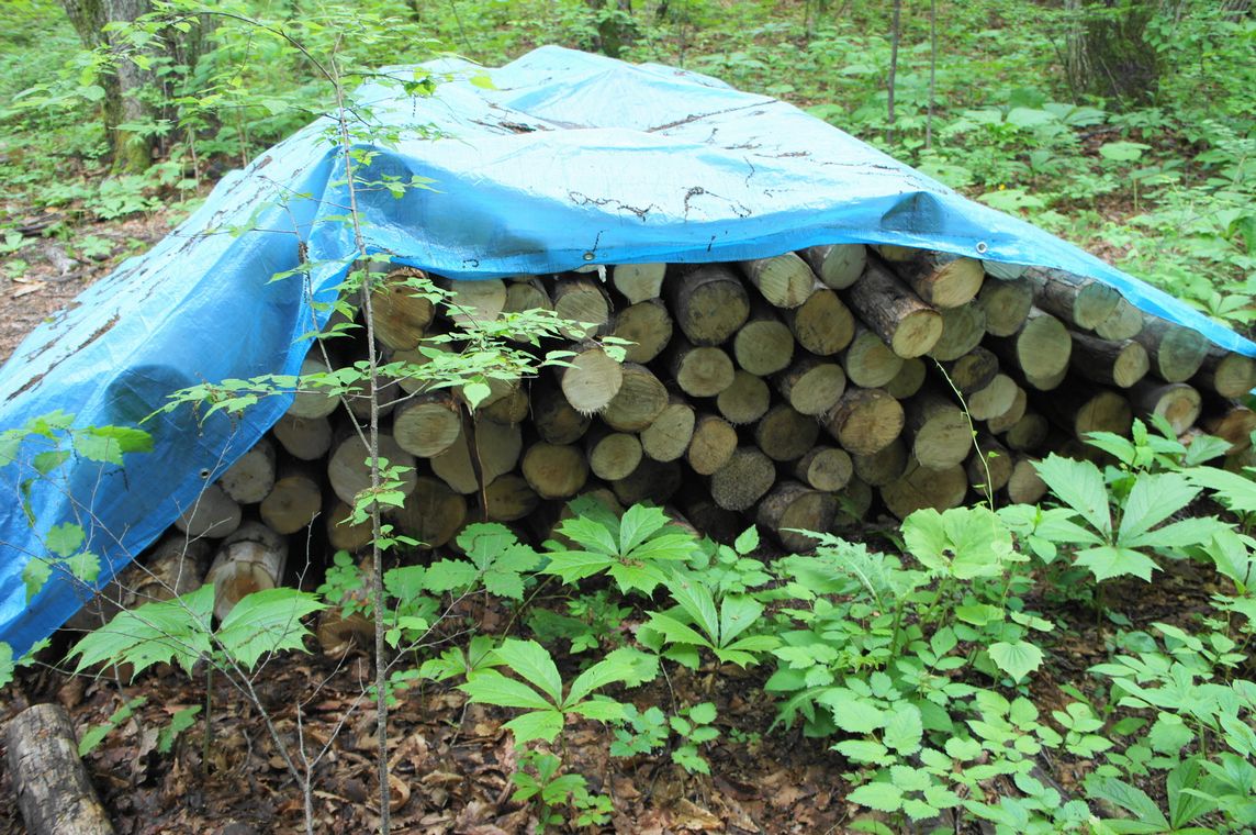 薪は雨に曝すべきか否か? : 鹿部散歩
