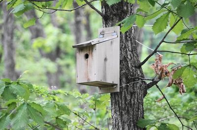 20150530birdhouse.jpg