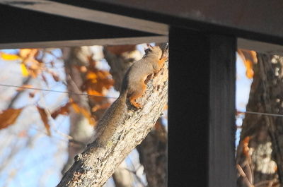 20141026squirrel.JPG