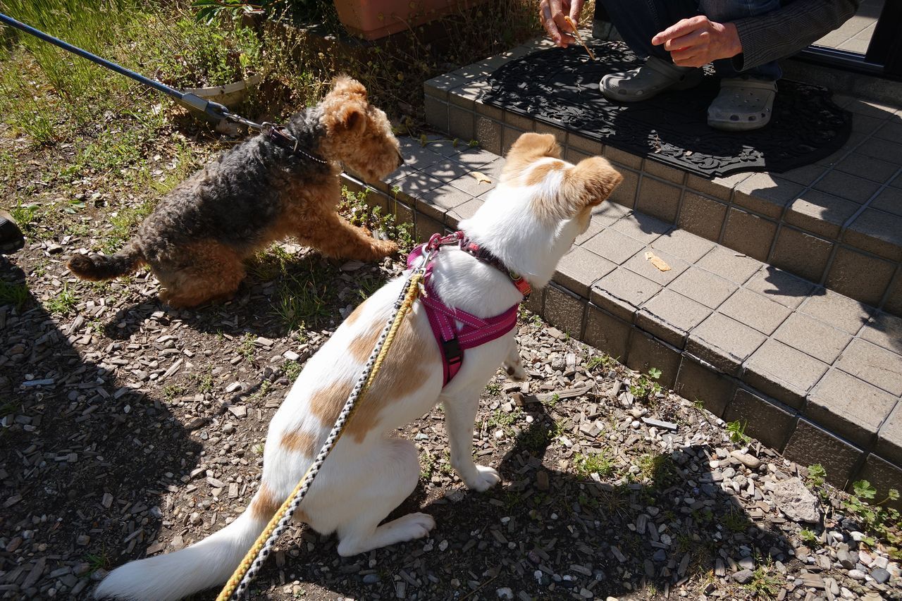 キツネの毛皮コート着たリヴァイ 鹿部散歩