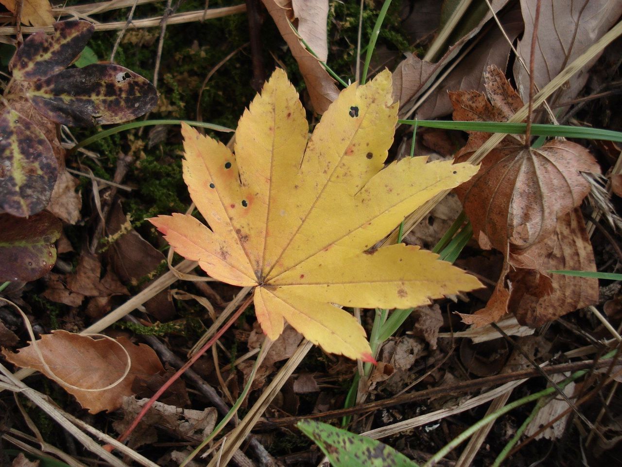 モミジとカエデの違いって 鹿部散歩