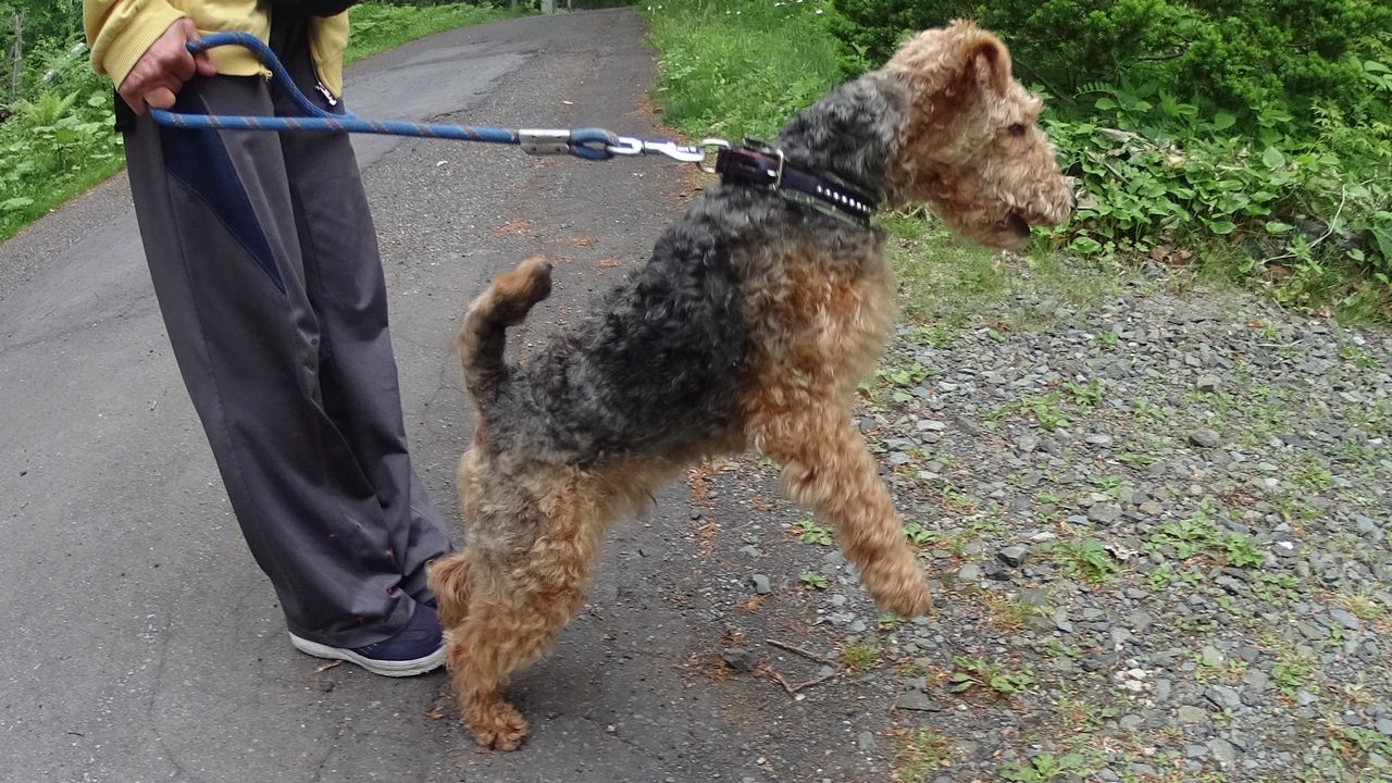 二足歩行犬 鹿部散歩 二足歩行犬 鹿部散歩