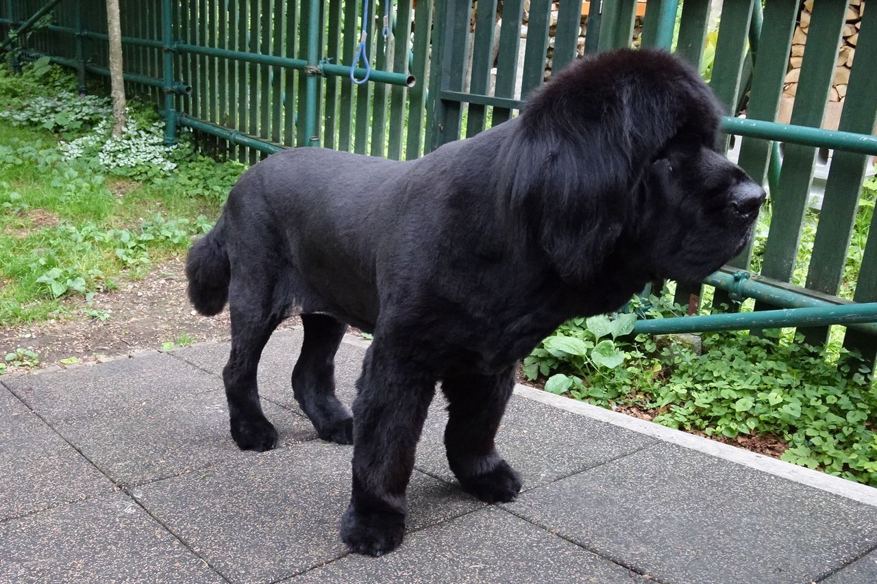 今年も貧相な黒ライオン現る 鹿部散歩 今年も貧相な黒ライオン現る 鹿部散歩