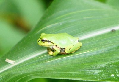 20110729frog.jpg