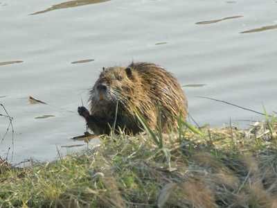 20090214nutria.jpg