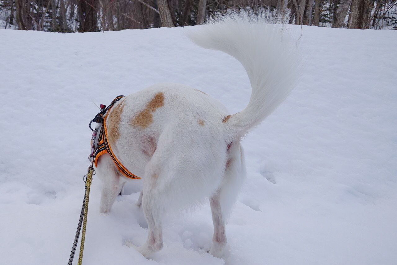 尻尾でバランス : 鹿部散歩