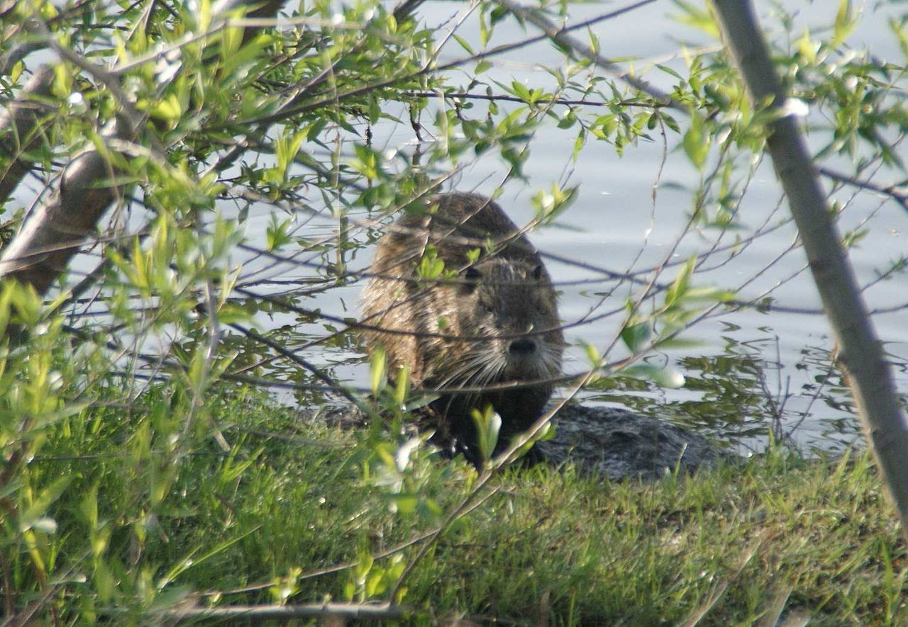ヌートリア 鹿部散歩