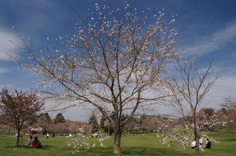 20170505hanami10