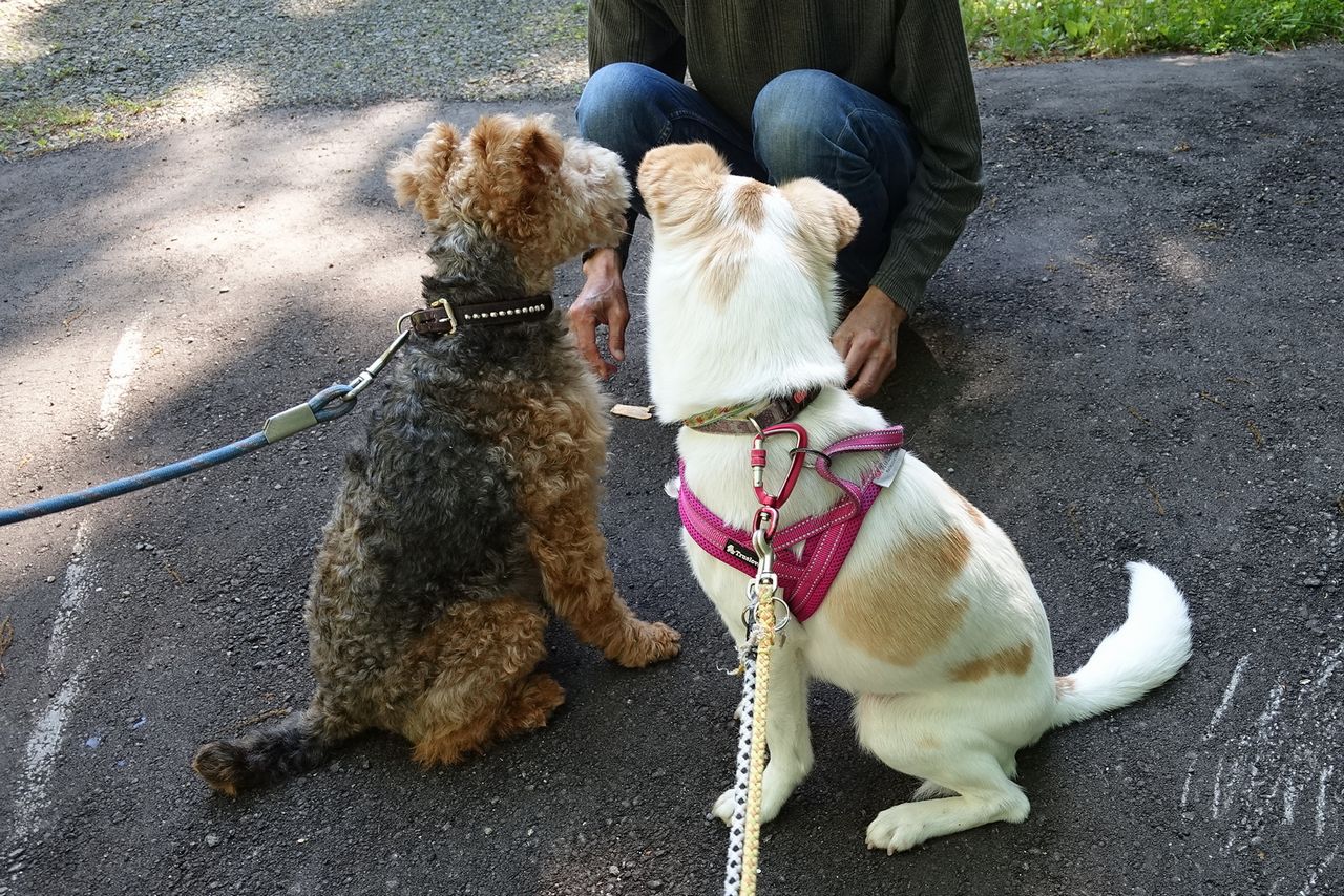 キツネの毛皮コート着たリヴァイ 鹿部散歩