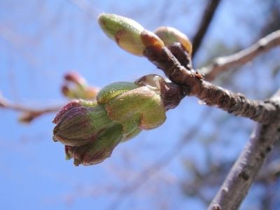 20100425sakura.JPG