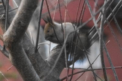 20151128squirrel2.JPG