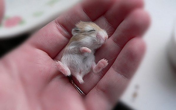鼻血が出るほどかわいい 子ハムケツ ハムケツ Com 鼻血が出るほどかわいい 子ハムケツ ハムケツ Com