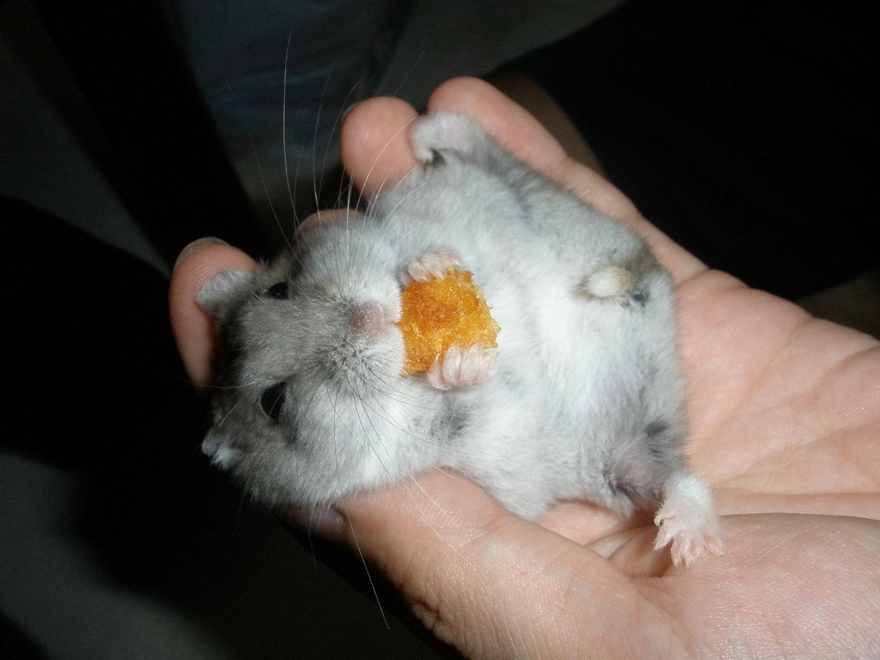 大股開きのハムスター 上から見るハムケツ かわいすぎるだろww ハムケツ Com 大股開きのハムスター 上から見るハムケツ かわいすぎるだろww ハムケツ Com