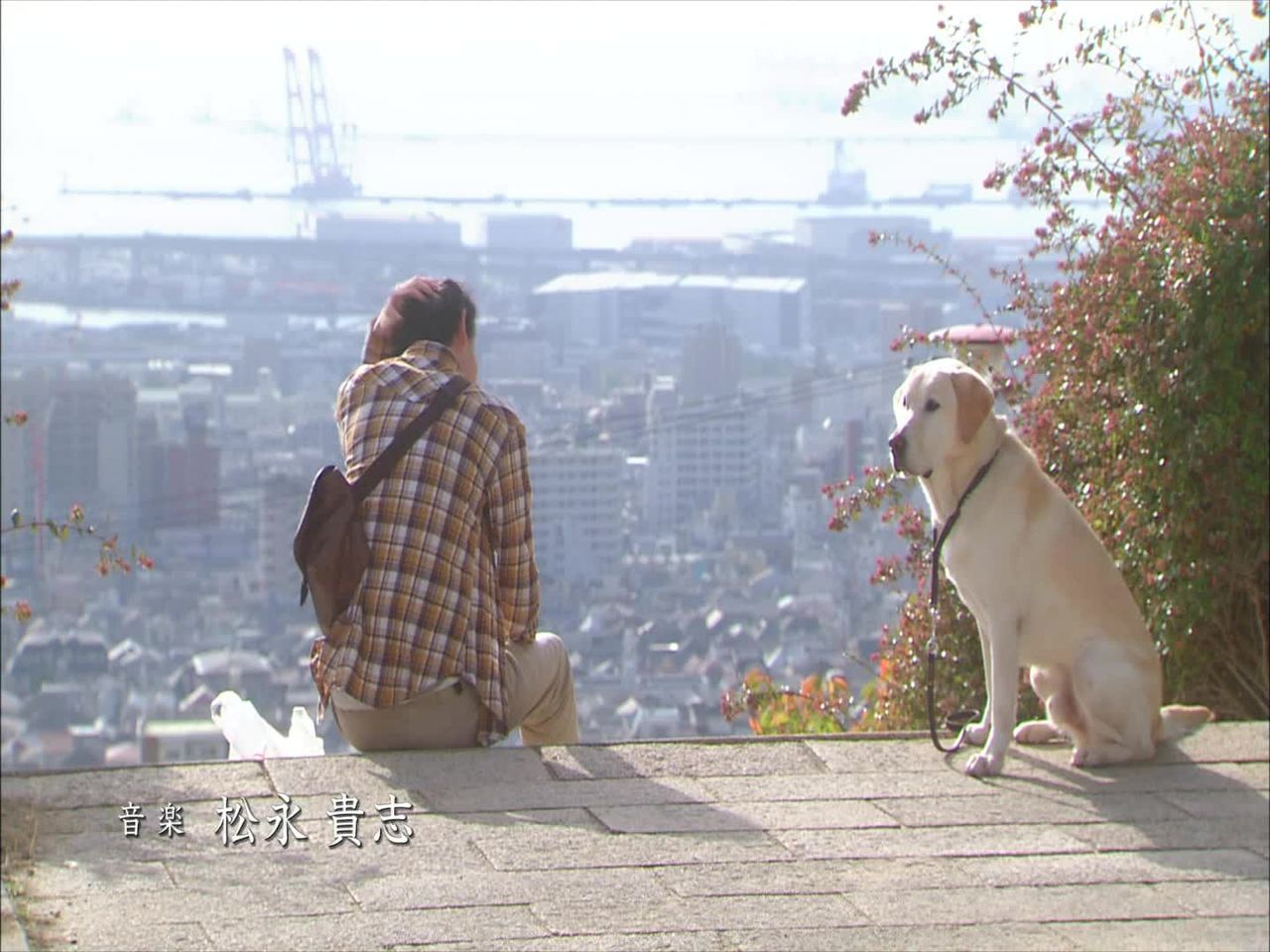 阪神 淡路大震災２０年ドラマ 二十歳と一匹 解 字 Iikvideoのblog