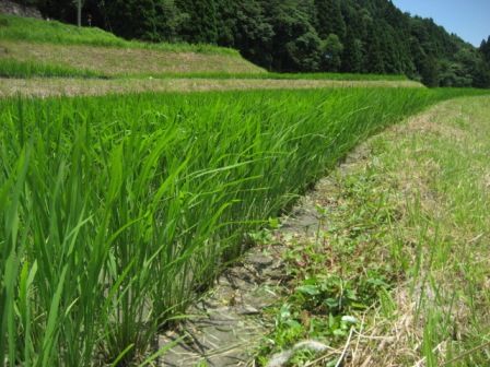 田植え後1ヶ月3