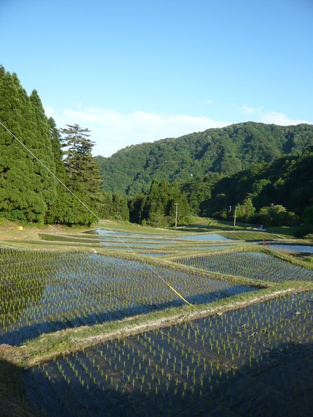 2015田植え体験会17
