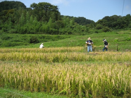 �ΣУϥ��٥�ȣ�