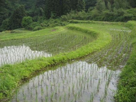 5・20植1