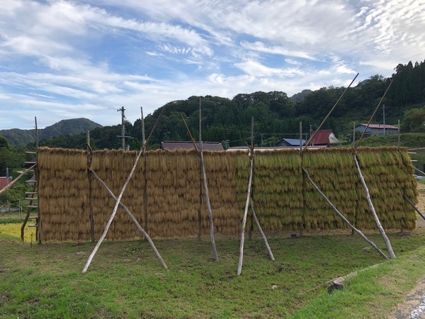 天日干し2