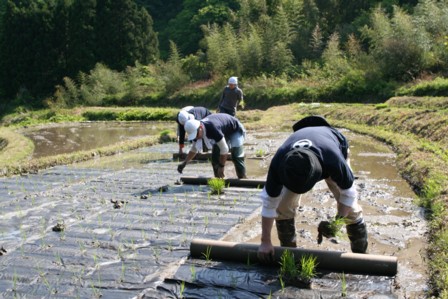 08田植え体験会11