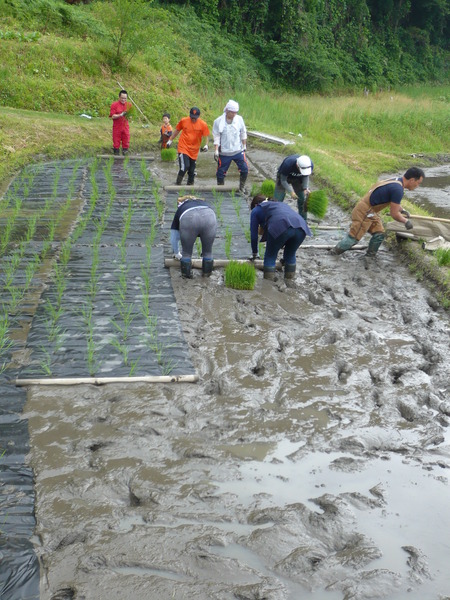2015田植え体験会7