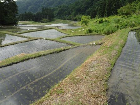 先週末に植えた田1