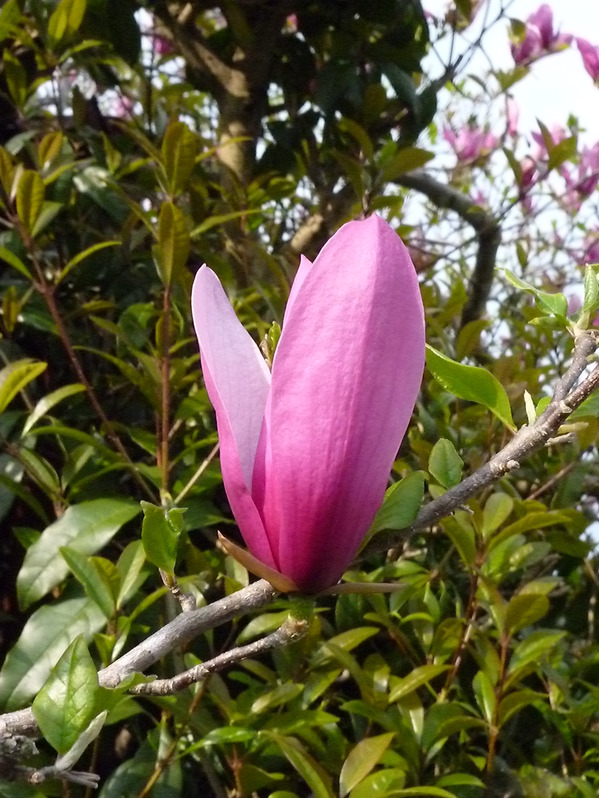 P1000781