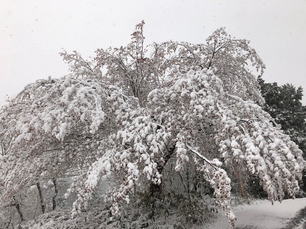 一本桜雪化粧4