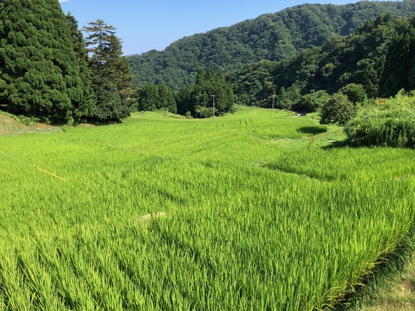 世屋姫の棚田