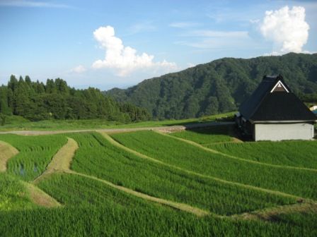 田植え後1ヶ月2