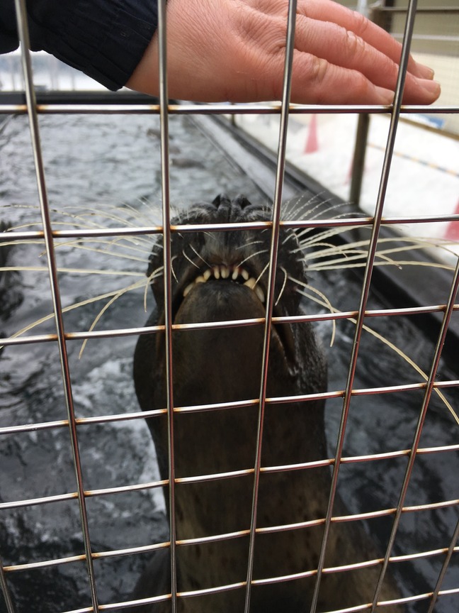 あざらしアップ