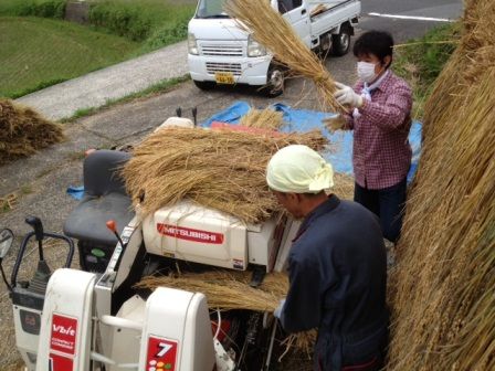 天日干し脱穀2