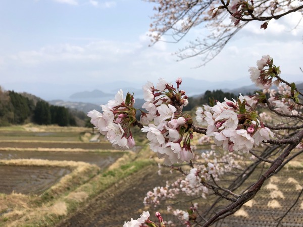 一本桜満開4